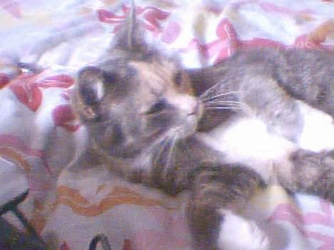 Blanding af racer Stine - det er min plads, du får denikke.. :p billede 6