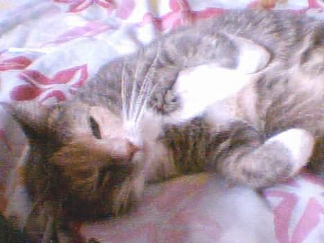 Blanding af racer Stine - uhh, man ligger gosdt her.. :) billede 7