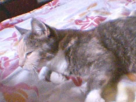 Blanding af racer Stine - på den her måde ligger man også godt.. Det kan anbefales.. ;) billede 8