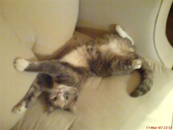 Blanding af racer Stine - jeg er bare sååå træt.. :) billede 9