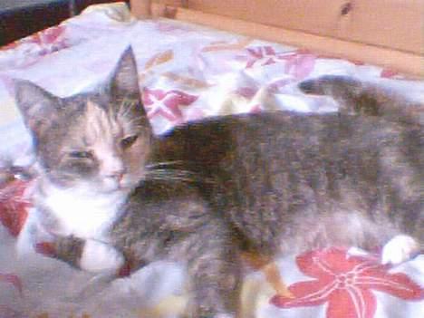 Blanding af racer Stine - hej, her er jeg igenn.. :) billede 10