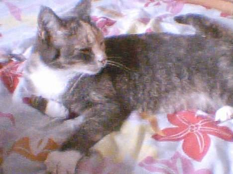 Blanding af racer Stine - uhh, den her dyne er lækker at sitte kløerne i.. ! billede 11