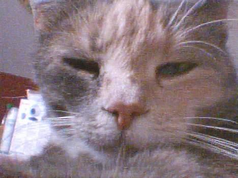 Blanding af racer Stine - et kig over skulderne og så har vi snart billeder fra alle vinkler.. ;) billede 12