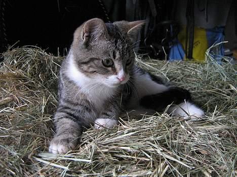 Huskat Sønderstrands Babe billede 6