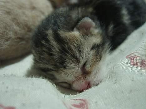 Huskat Sønderstrands Babe billede 7