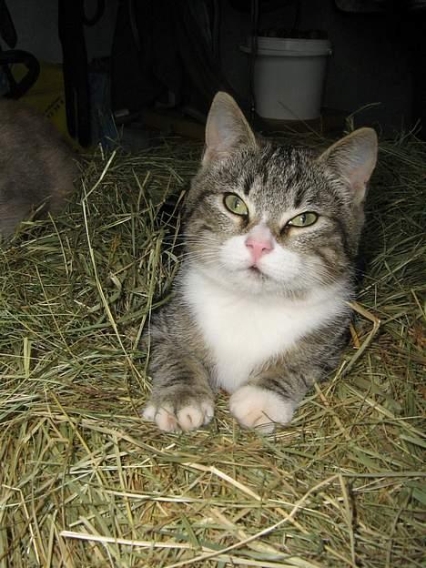 Huskat Sønderstrands Babe billede 8