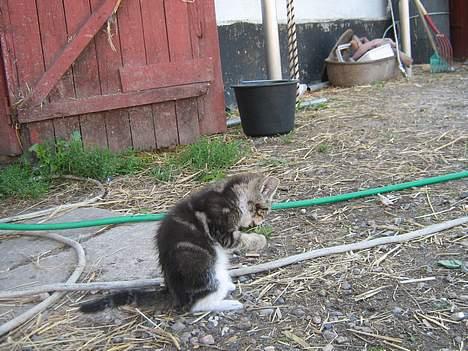 Huskat Sønderstrands Babe billede 9