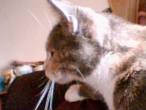 Blanding af racer Stine - mit jagt instinkt byder frem! billede 13