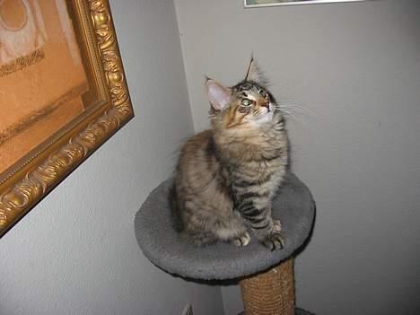 Norsk Skovkat Aimee billede 1