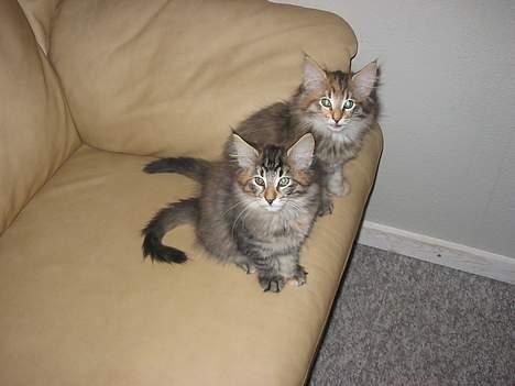 Norsk Skovkat Aimee - Aimee og Alvilda søstre og begge to mine hehe billede 2