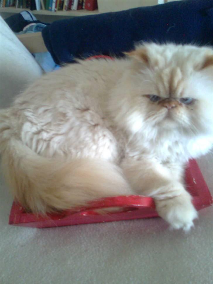 Colorpoint Romeo - Han er meget glad for at ligge i en bakke billede 1