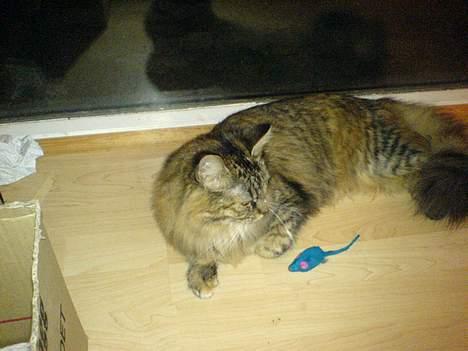 Maine Coon Athene *RIP* - Sidste nye billede (11-10-06) billede 18