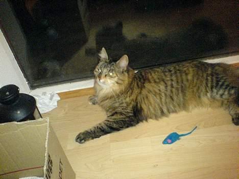 Maine Coon Athene *RIP* - Sidste nye billede (11-10-06) billede 19