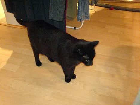 Huskat Zeuz *RIP* - Står lige og overvejer om man skal kradse lidt i vasketøjet.... billede 14