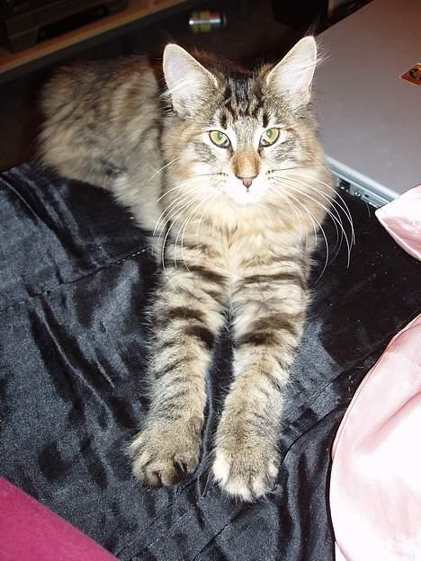 Norsk Skovkat Aimee billede 4