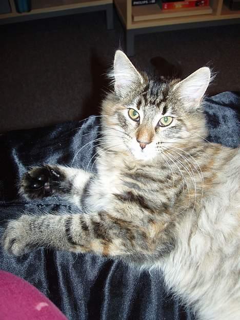 Norsk Skovkat Aimee billede 5