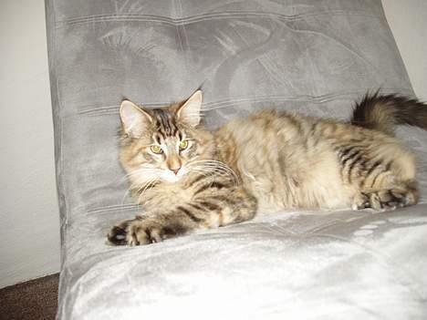 Norsk Skovkat Aimee billede 6