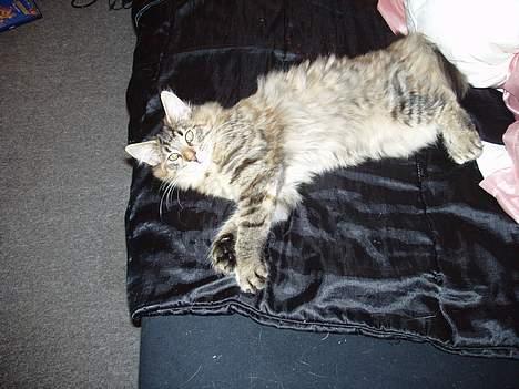 Norsk Skovkat Aimee billede 7