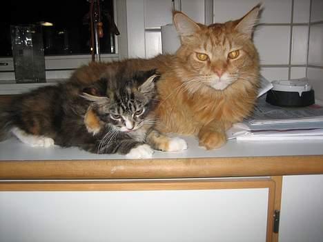 Maine Coon BALDER - passer godt på lille ariel billede 18