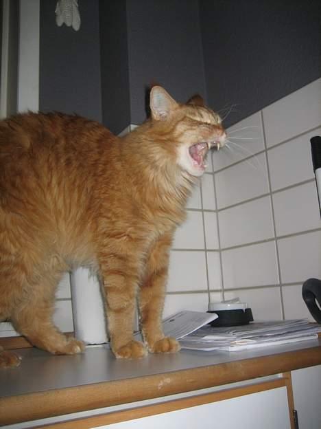 Maine Coon BALDER - gaaaab. billede 19