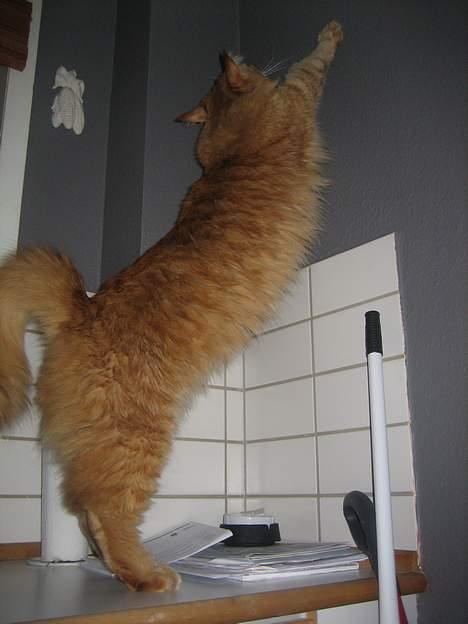 Maine Coon BALDER - ahhh dejligt lille at blive strukket lidt ud. billede 20