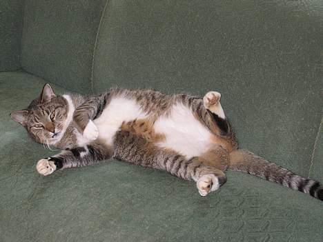 Huskat Elvis - Elvis på sin faste plads i sofaen billede 1