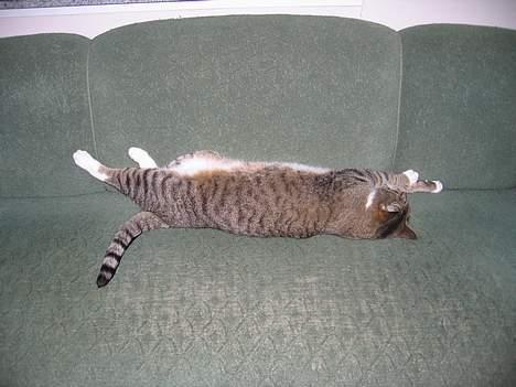 Huskat Elvis - Stræk-øvelser er sunde...! billede 2