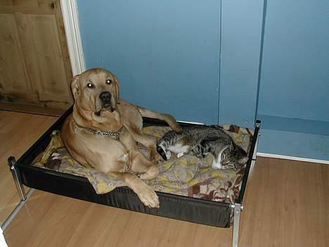 Huskat Elvis - Elvis og Valdemar hygger sig sammen billede 3