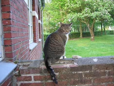 Huskat Elvis - På udkig efter friske muldvarpeskud billede 4