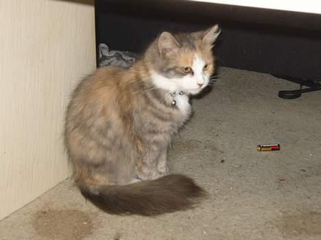 Norsk Skovkat Beuti - her er hun så billede 1