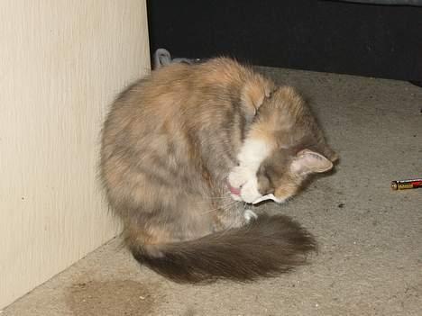 Norsk Skovkat Beuti - vaske tid billede 2