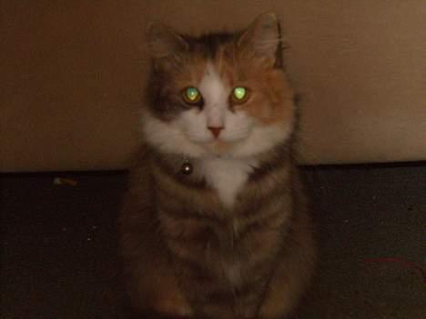 Norsk Skovkat Beuti - tjaa billede 3