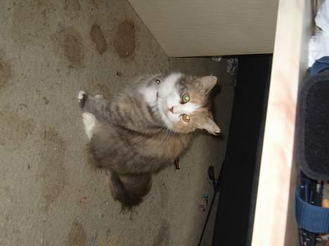 Norsk Skovkat Beuti - dejlig kat billede 4