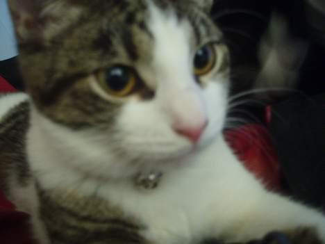 Huskat Gabanna billede 3