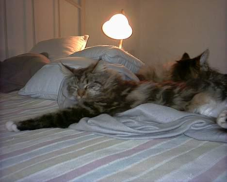 Maine Coon Malou - Malou og Victor en regnfuld formiddag billede 1