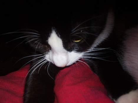 Huskat Dolce/dolf billede 6