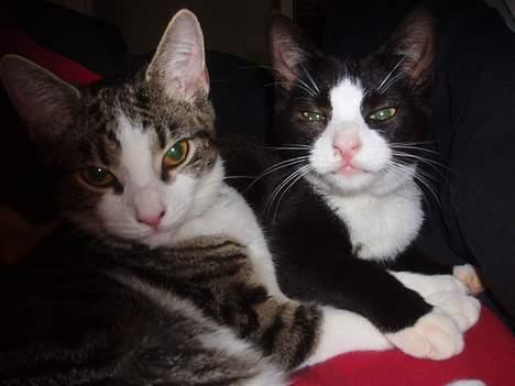 Huskat Dolce/dolf billede 7