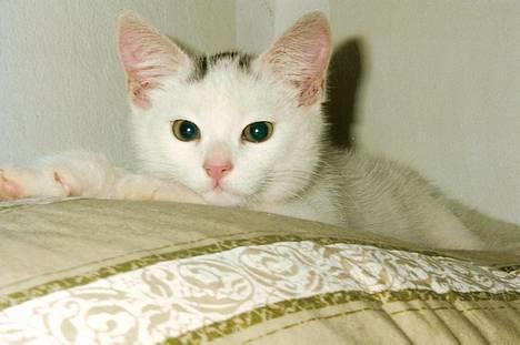 Huskat Samson R.I.P billede 1