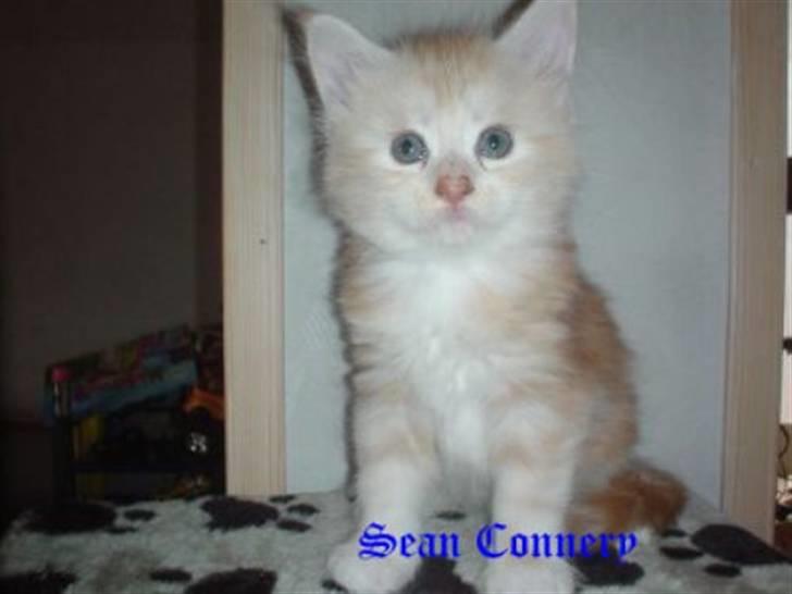 Maine Coon Sean Connery..Samie - Det var dette billede af Samie vi så på nettet og så var vi solgt.:-) billede 2