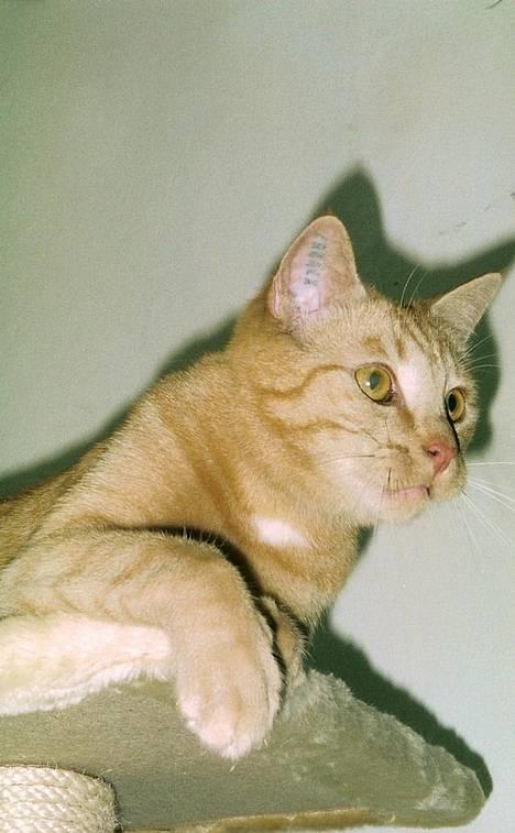 Huskat Tigerdyr R.I.P 2007 billede 1