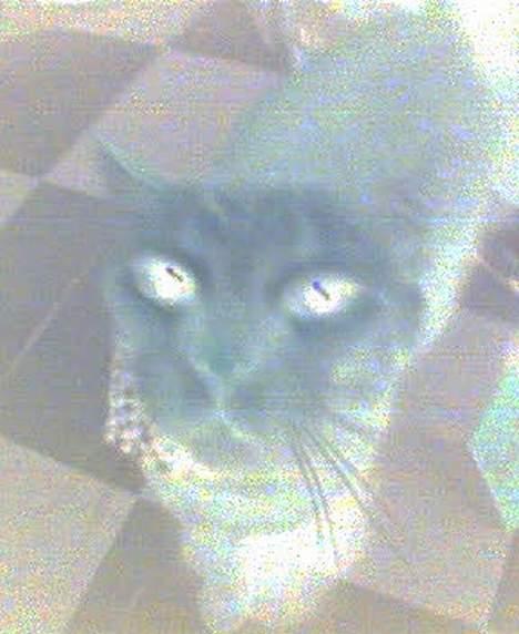 Huskat Tigerdyr R.I.P 2007 - Tigerdyr i "negativ" format. billede 2