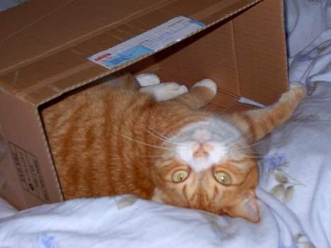 Blanding af racer Jack - Når mor får en ny kasse er det bare den bedste hule man kan få billede 11