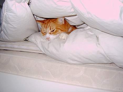 Blanding af racer Jack - Jeg bygger selv min egen hule hvis der ikke lige er en kasse i nærheden... billede 12