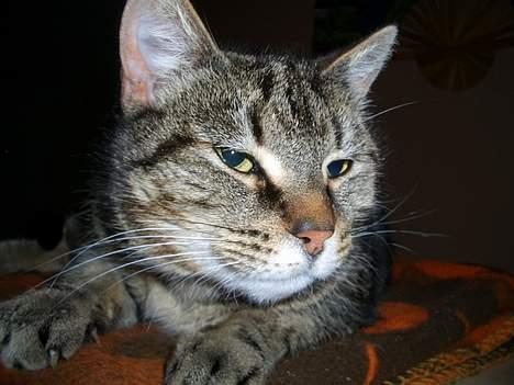 Blanding af racer Missemor billede 1