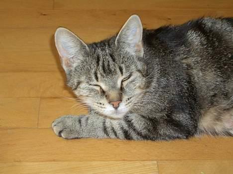 Blanding af racer Missemor billede 2