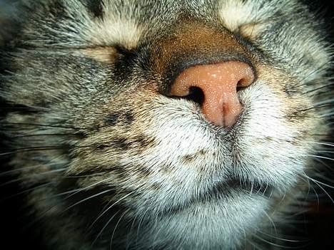 Blanding af racer Missemor billede 3