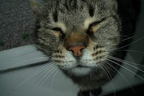 Blanding af racer Missemor billede 4