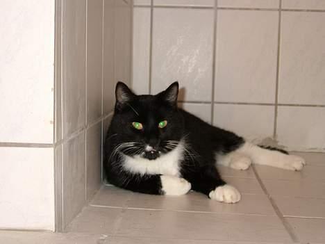 Blanding af racer Sofus (er her ikke mere) billede 9