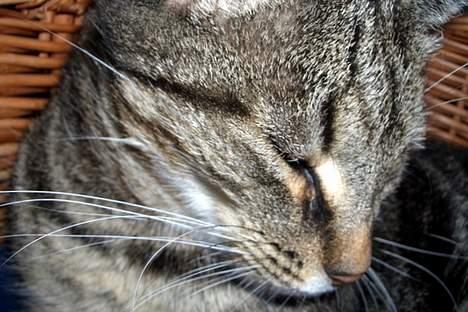 Blanding af racer Missemor billede 5