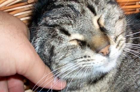 Blanding af racer Missemor billede 6